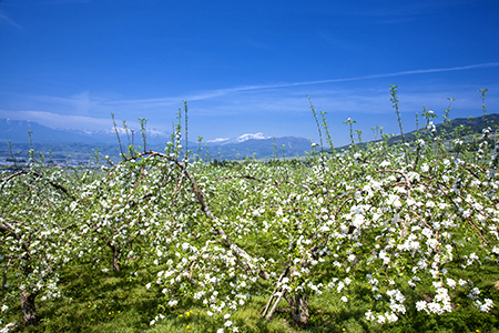 リンゴの花畑.jpg