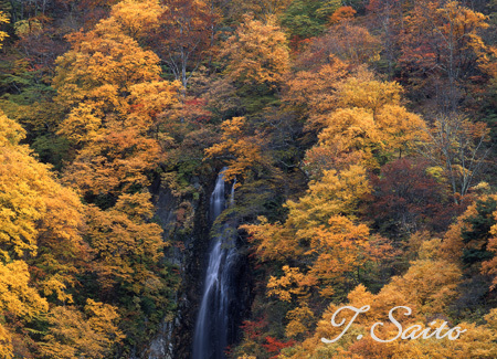 八滝紅葉.jpg